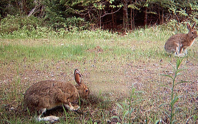 Snowshoehare_052511_0831hrs.jpg - Snowshoe Hare (Lepus americanus)